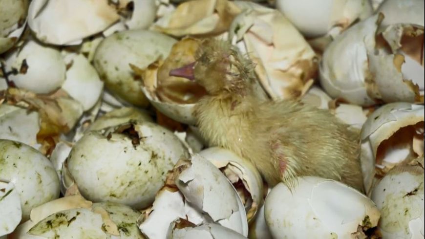 
          A travers une vidéo, L214 dénonce les conditions d'élevage des canards dans un lycée agricole de Dordogne