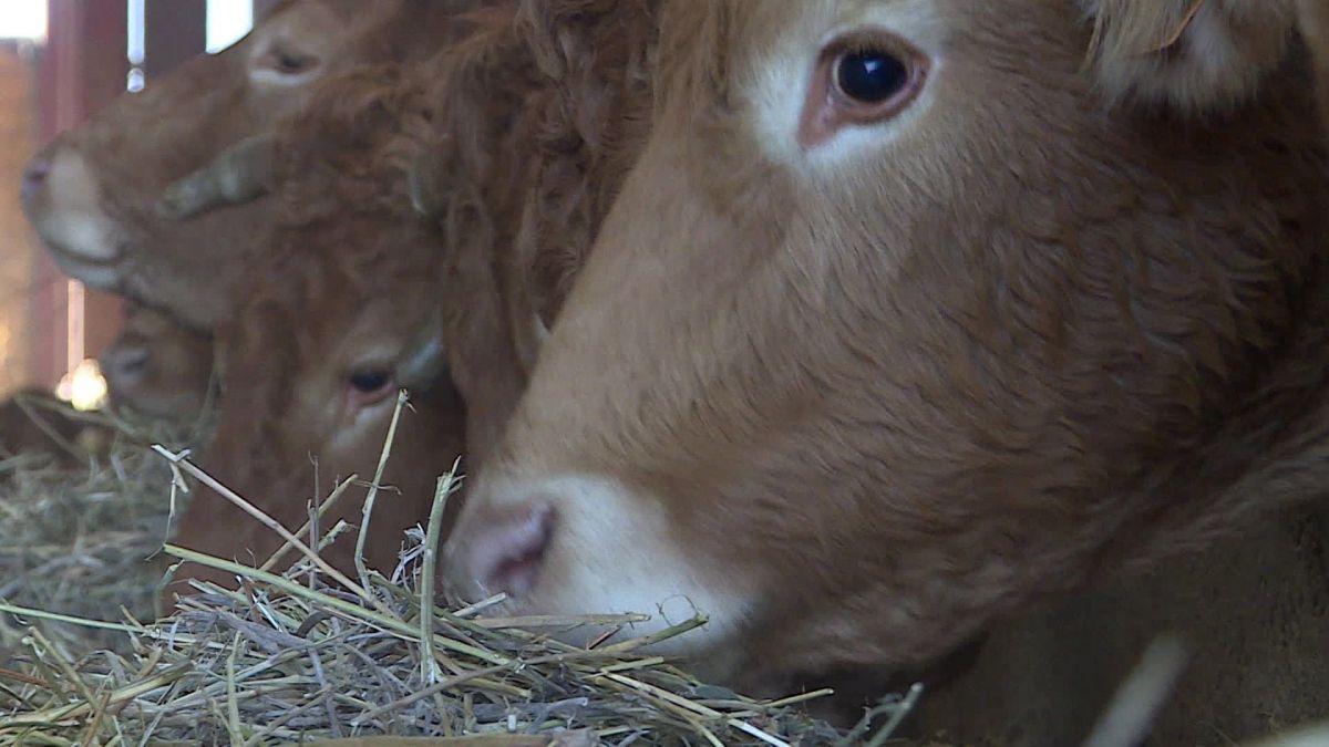 
           Vienne : les cagnottes numériques au secours des agriculteurs en difficulté