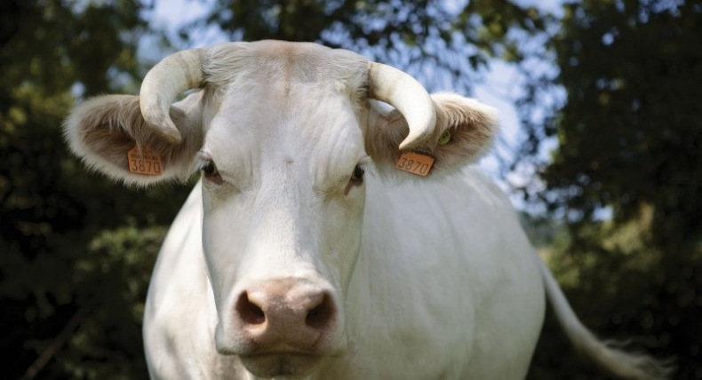 
          Une vache du Beaujolais prochaine égérie du Salon de l'agriculture