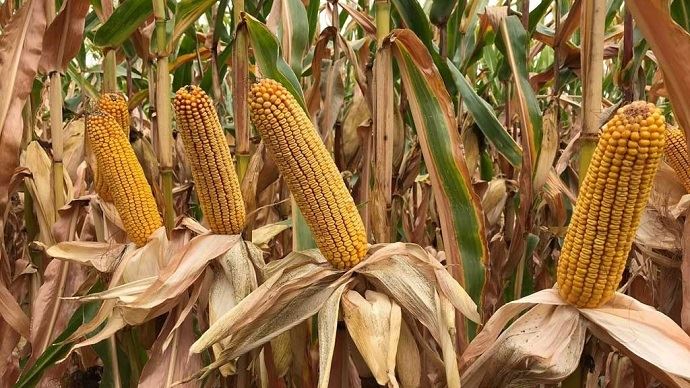 
           La famille Syngenta s'agrandit avec 13 nouveautés de maïs grain et fourrage pour les prochains semis