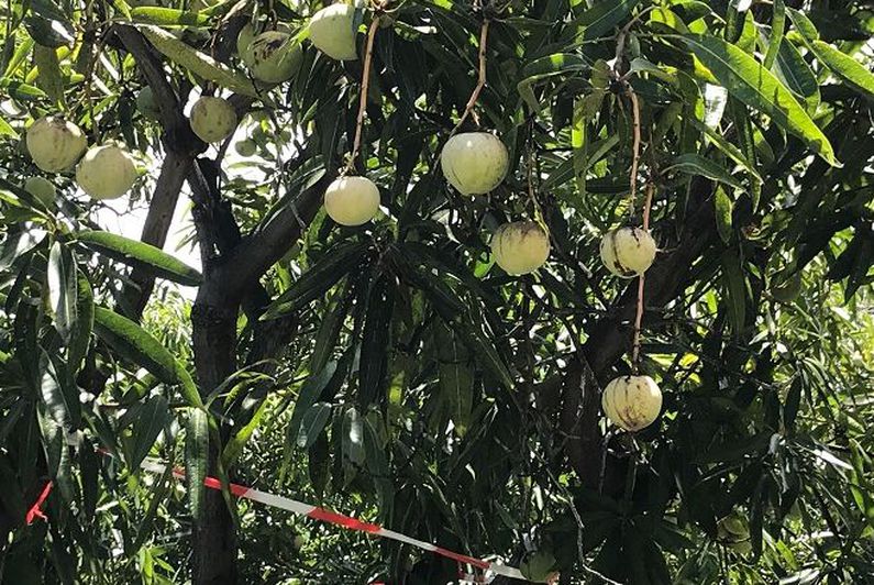 
           Une mauvaise saison pour les mangues péi à La Réunion due aux mouches des fruits et aux intempéries