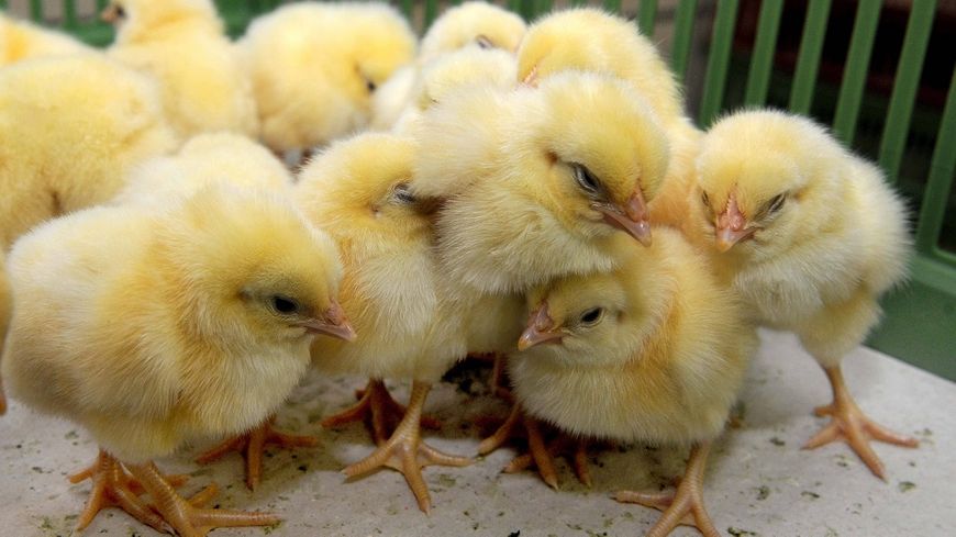 
           Le broyage des poussins et la castration à vif des porcelets seront interdits fin 2021