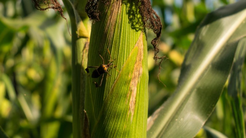 
          La France mise sur le développement du biocontrôle en agriculture