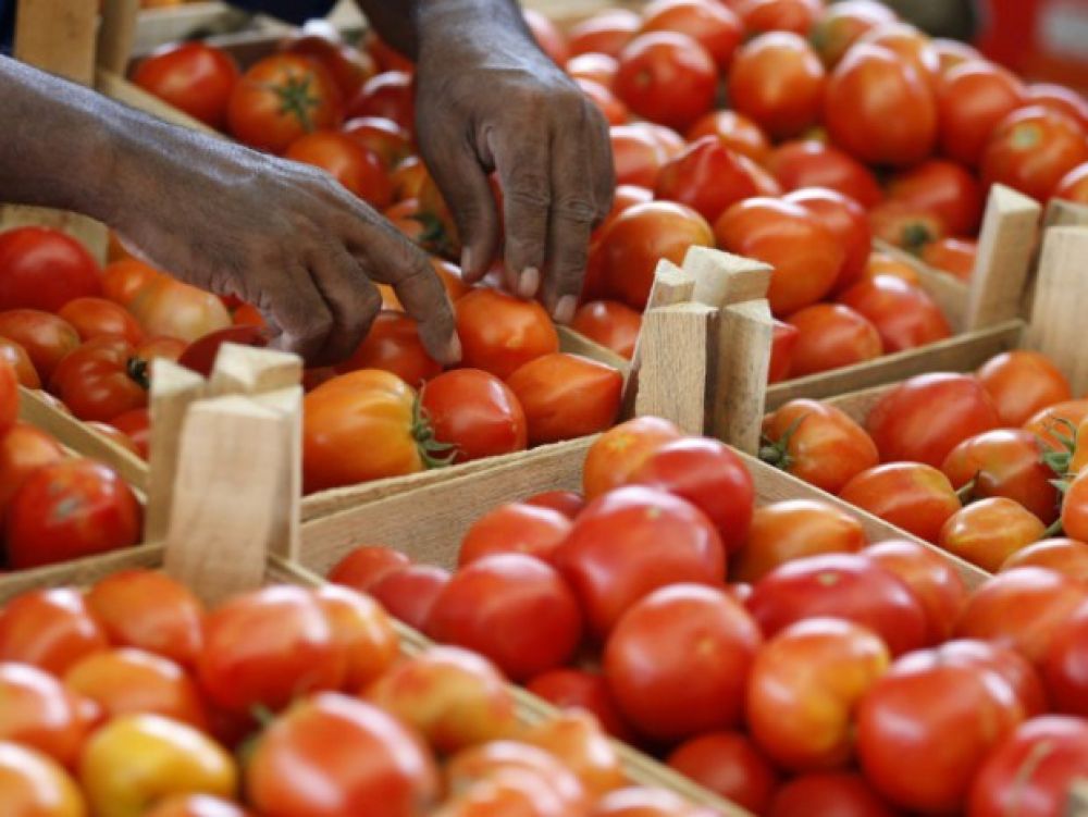 
          Virus de la tomate: 