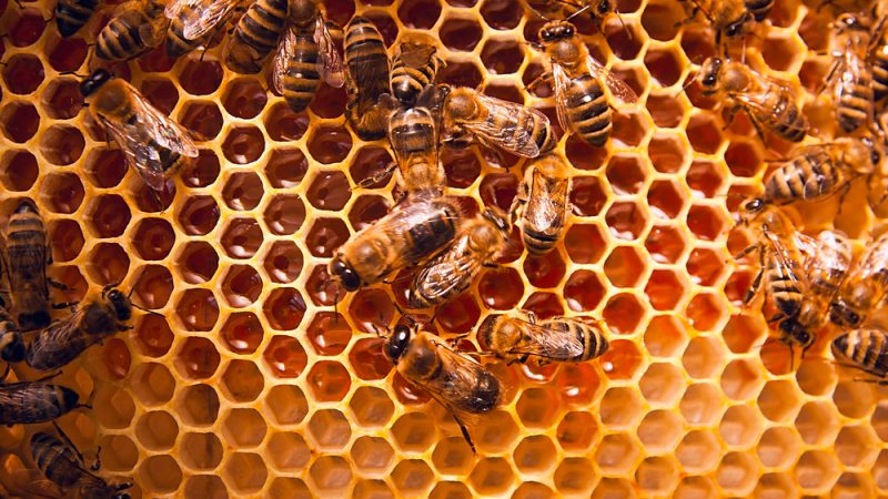 
          L’importation du miel à bas prix menace les apiculteurs européens