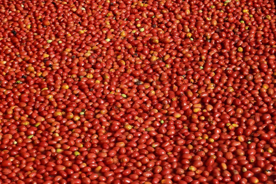 
          Le virus de la tomate inquiète les producteurs italiens