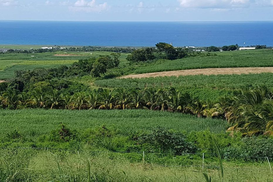 
           Comment sortir du glyphosate pour une agriculture plus saine à la Réunion