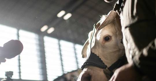 
          Un salon de l’agriculture au goût inachevé