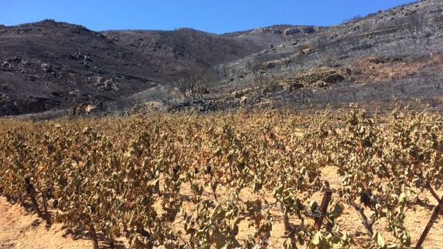 
           Bonne nouvelle, les agriculteurs dans l'Hérault seront enfin indemnisés