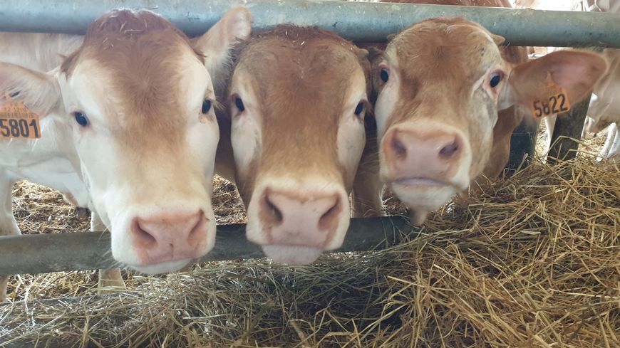 
          Pas de bol pour les agriculteurs en Charente-Maritime