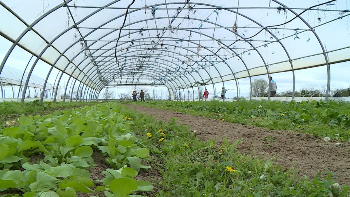 
          Dans le Béarn, les maraîchers bios ont beaucoup perdu avec les dernières tempêtes