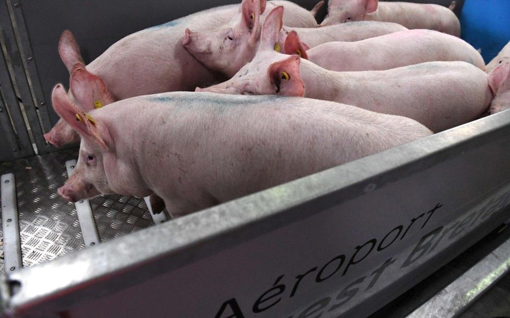 
          10 000 cochons français vont s’envoler en Chine en 2020 pour une mission bien précise