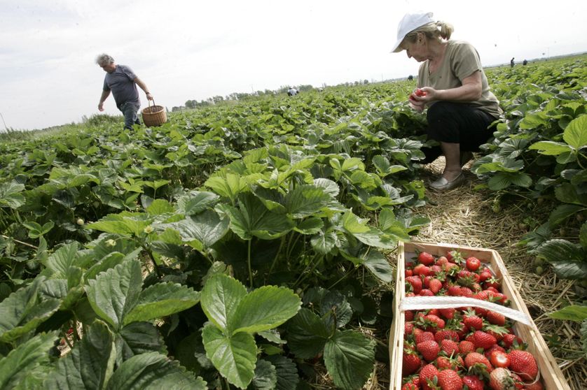 
           Le Covid-19 révèle la dépendance de l'agriculture française à la main d'œuvre étrangère