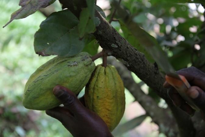 
          Nestlé supprime peu à peu sa chaîne d’approvisionnement le cacao produit dans les forêts protégées d’Afrique de l’Ouest.