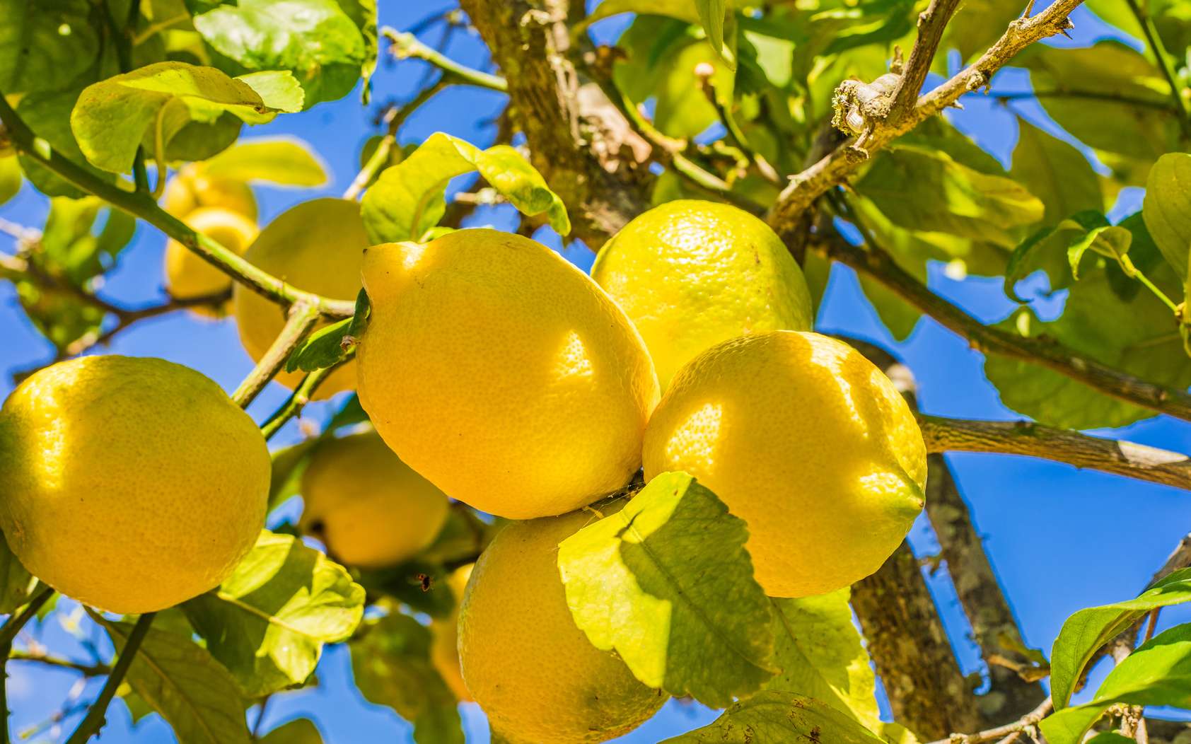 
          Le citron, un agrume qui est la star du moment et que tout le moment s’arrache