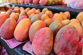 
          La filière de la mangue en Côte d’Ivoire s’attends à une perte de 65%