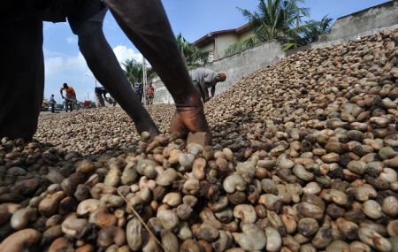 
           En Côte d’Ivoire, le Groupement d’intérêt économique des producteurs de cajou (Gie-Procaci) a appelé la semaine dernière, à la mise sur pied d’une organisation interprofessionnelle agricole de la filière anacarde. 