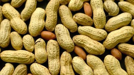 
           Les exportations d'arachide au Sénégal on atteint les 400.000 tonnes entre 2019 et 2020