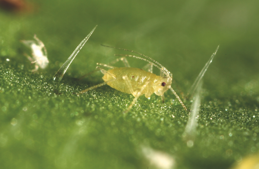 
          Pour lutter contre les pucerons verts, les betteraviers souhaitent utiliser le Teppeki