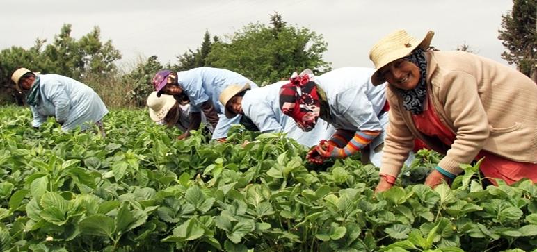
          À Souss-Massa, le mot d’ordre est de continuer la production agricole et approvisionner les marchés 