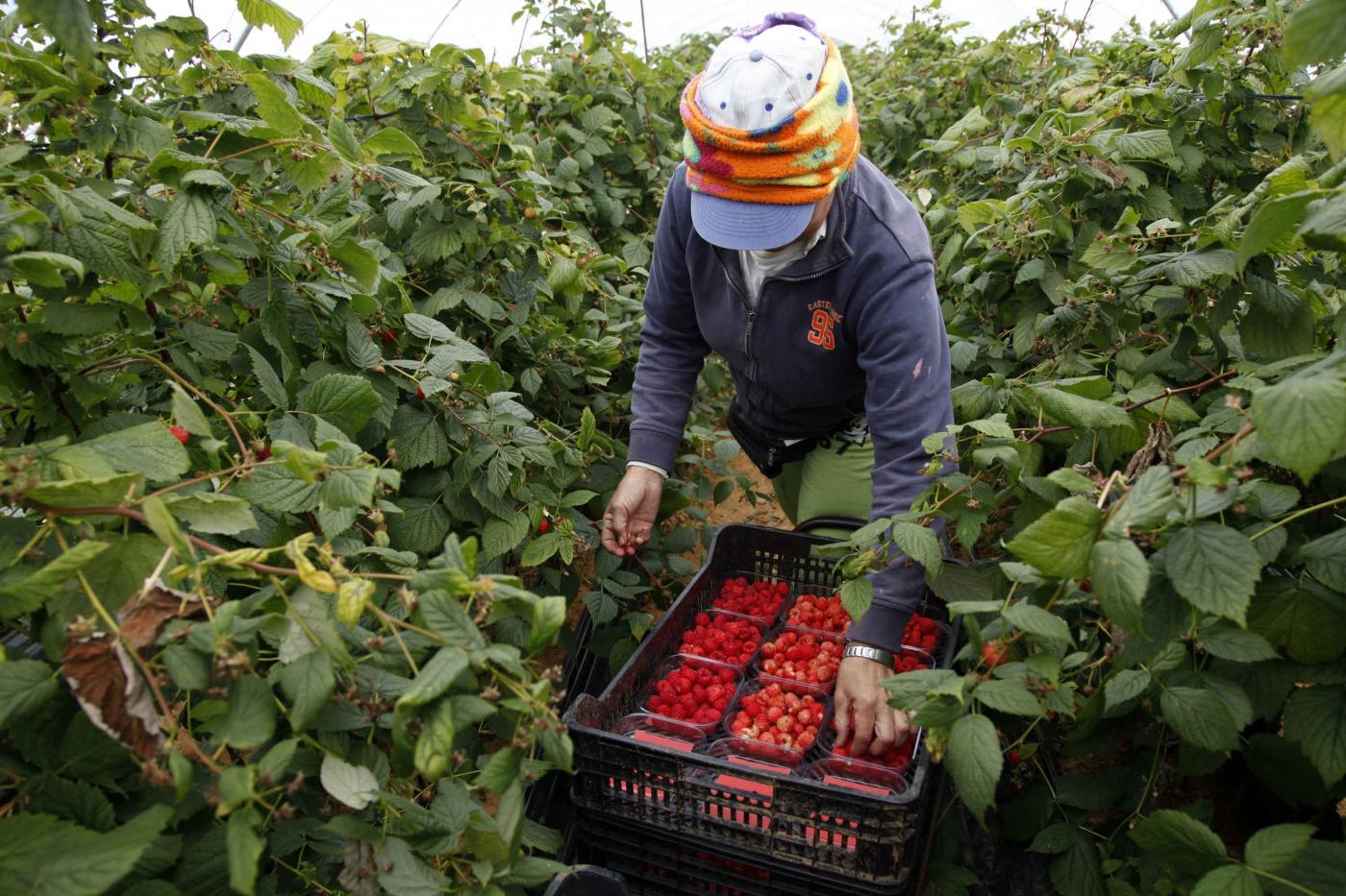 
          Les organisations agricoles espagnoles somment les saisonnières marocaines de plier bagages