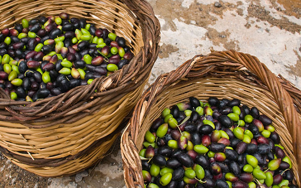 
          La part de marché des exportations d’olives de l’Espagne diminue de 40%