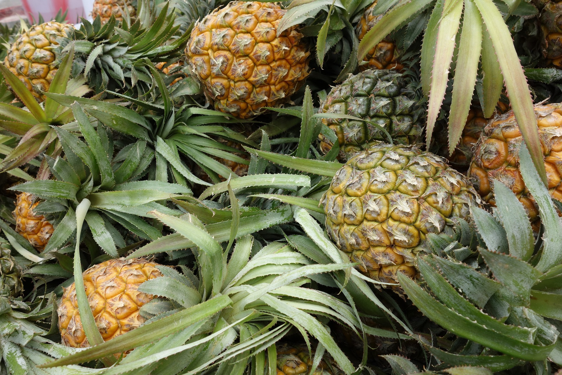
          Le marché européen de l’ananas très instable