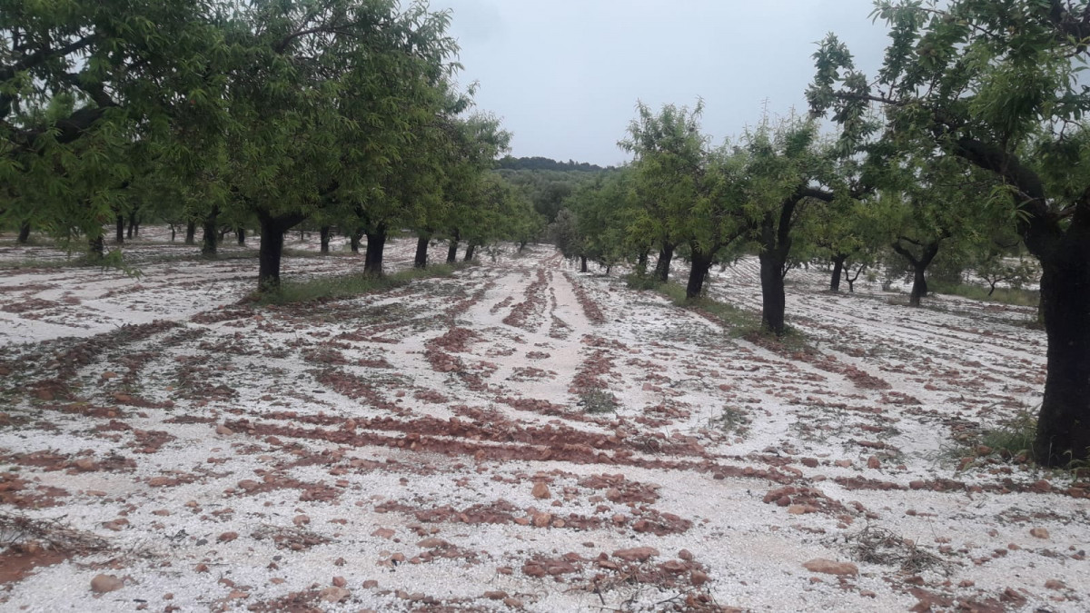 
          Une tempête de grêle a détruit plusieurs hectares de cultures en Espagne