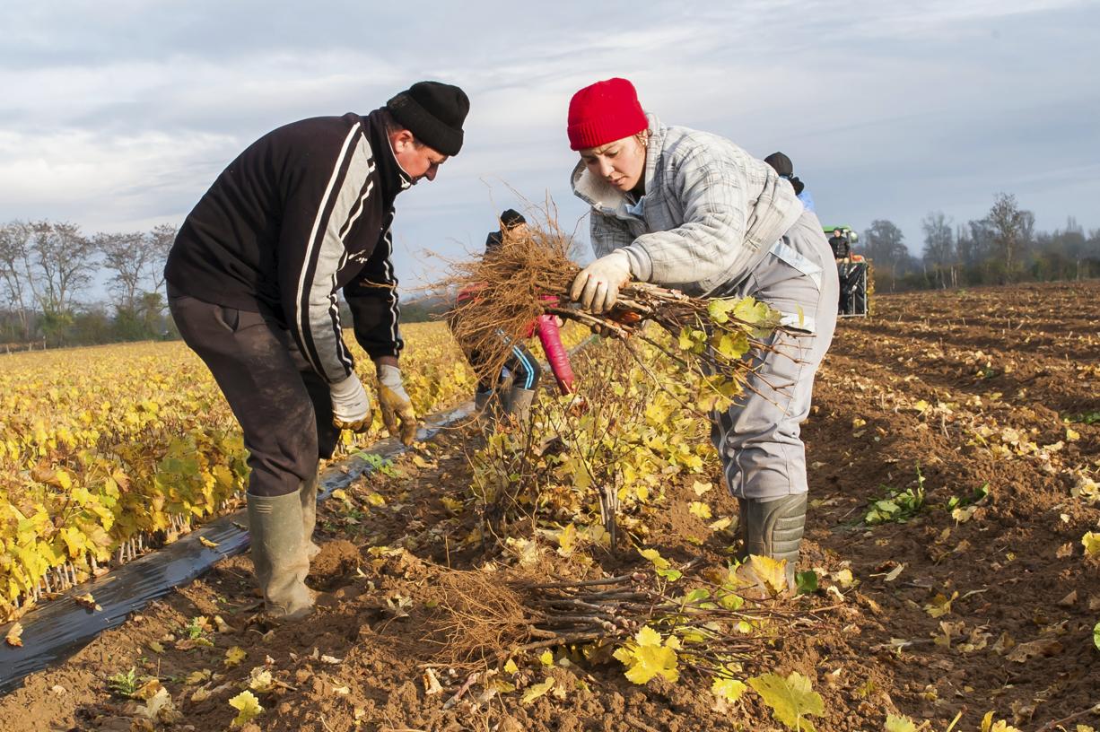
           La Norvège et la Finlande rouvre leurs frontières aux travailleurs agricoles