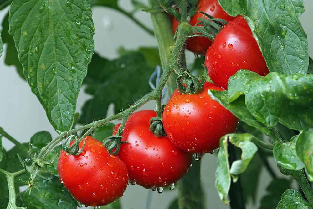 
          La tomate marocaine de plus en plus résiliente face aux ravageurs et virus 