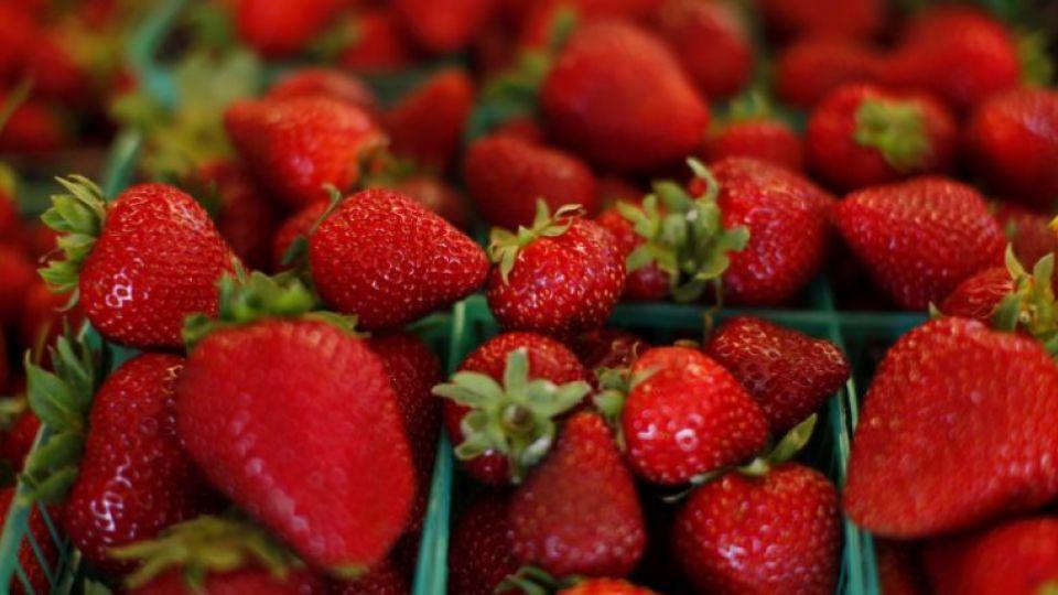 
          Le Maroc se retrouve dans le top 12 des principaux pays producteurs de fraises