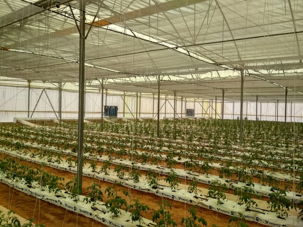 
           L’Egypte veut diversifier ses exportations à travers un projet horticole de 42.000 HA