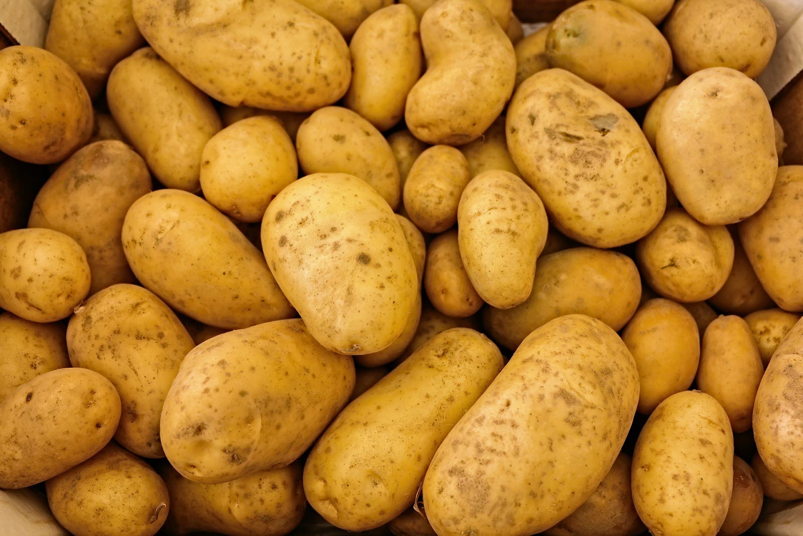 
           Les exportation de pommes de terre marocaines ont chuté