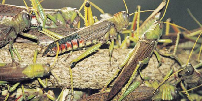 
           Une grande invasion de criquets pèlerins menace le continent africain
