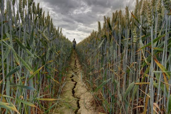 
          Après l’impact du Covid 19 sur la campagne agricole, c’est autour de la sécheresse d’entrer en scène au Maroc