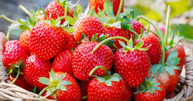
           Le Maroc décroche la 6ème place dans les exportations de fraises vers l’UE