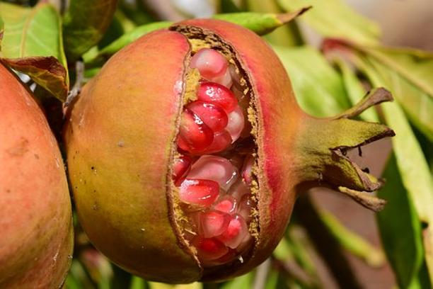 
           Les agriculteurs tunisiens de grenades sont appelés à commencer la lutte biologique contre l’Ectomyelois ceratoniae