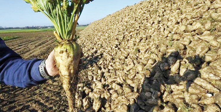 
          La campagne sucrière au Loukkos se caractérise par le doublement de la superficie emblavée en betterave à sucre.