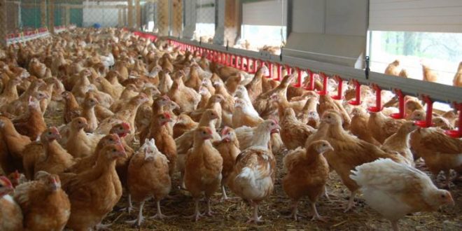 
           Au Maroc, plus de 15.000 poulaillers ne sont pas certifiés