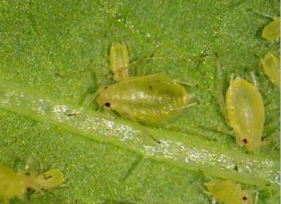 
          Alertes sur les pucerons verts : Ils sont toujours présents dans les champs de betteraves sucrières