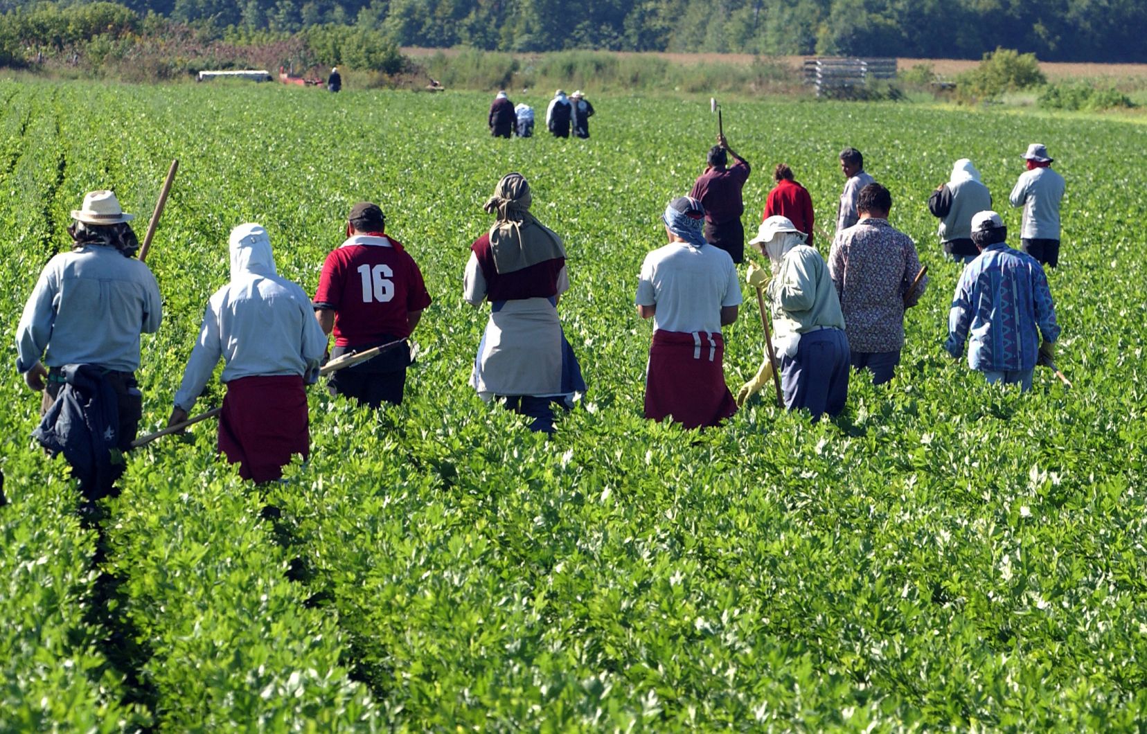 
          L’Italie veut régulariser la situation de 200.000 immigrés clandestins afin de servir dans les champs