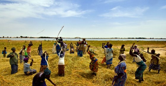 
          Le Bénin classé 56ème mondial des pays exportateurs de produits bio vers l’Europe, et 20ème africain
