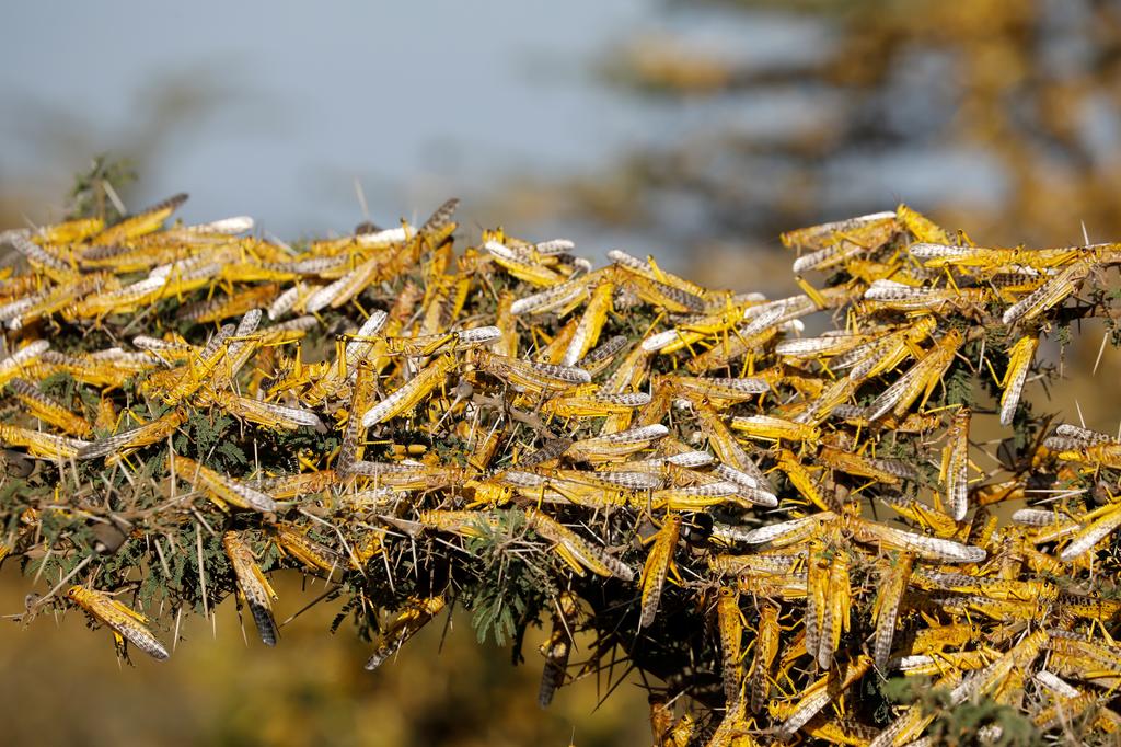 
           L’invasion des criquets atteint des sommets dangereux pour l’agriculture