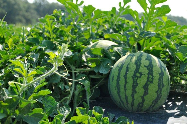 
           La pastèque marocaine figure dans le top 7 des produits exportés et fait partie des plus chères au monde