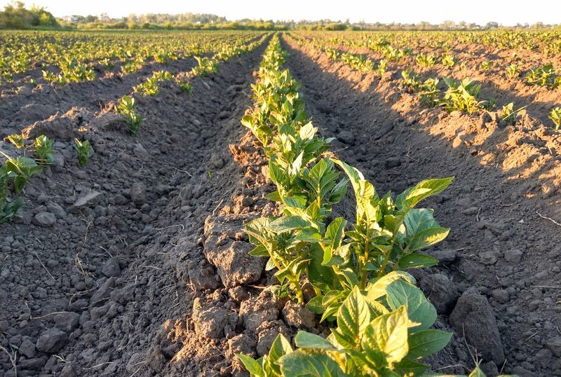 
           16% des fermes de la province de Liège passent en agriculture bio dont le succès se confirme