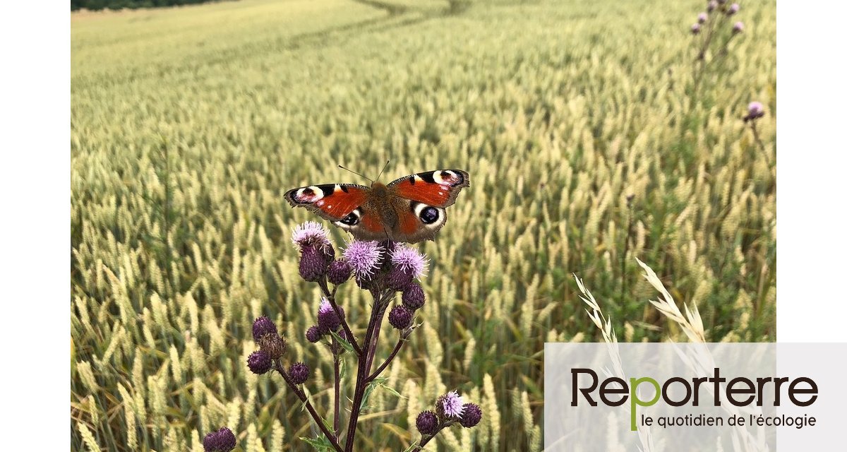
          L’Europe n’a pas réussi à enrayer le déclin de la biodiversité  