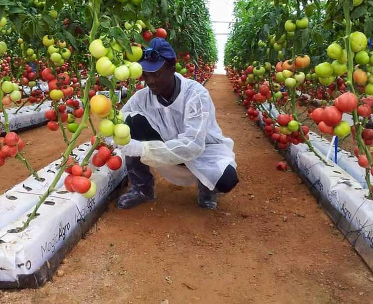 
           En Afrique, le coronavirus pourrait faire perdre jusqu’à 5 milliards $ d’exportations agricoles en 2020