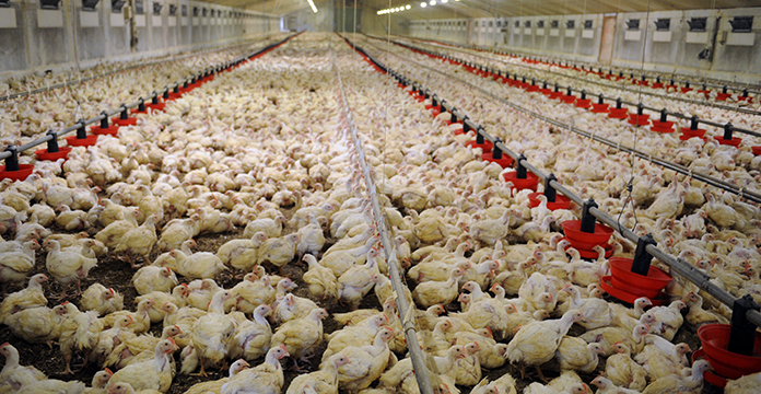 
           À cause du Coronavirus, la filière avicole marocaine connaît une perte de l’ordre de 1.5 milliards de dirham; une perte historique