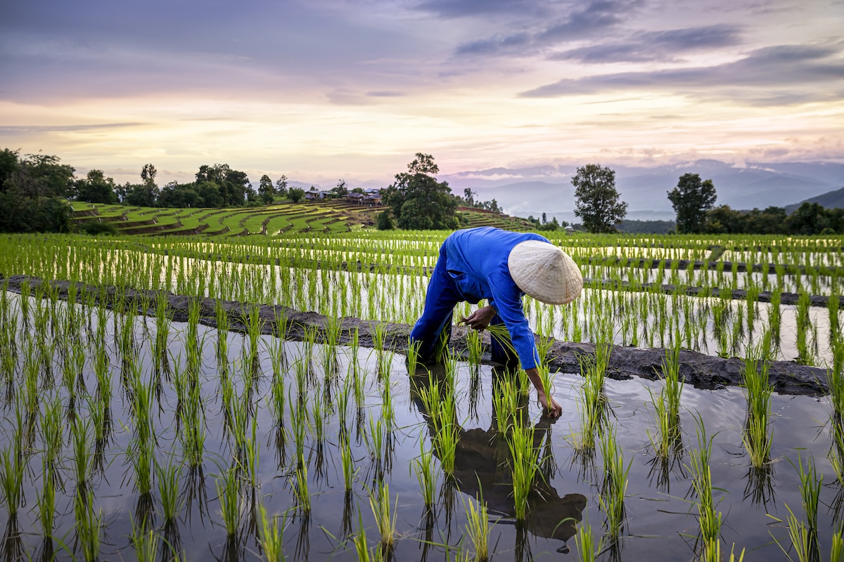 
           Riz hybride chinois  : des rendements inouïs et une recherche en plein essor 
