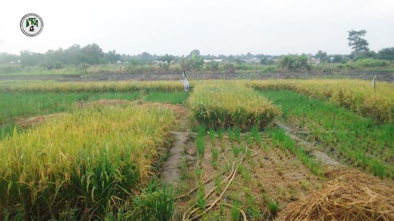 
           Deux variétés de riz prêtes à vulgariser pour booster la production rizicole au Togo - ITRA Togo 